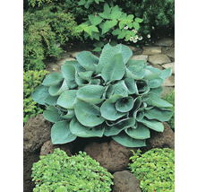 Funkia OMNIA GARDEN Hosta 'Big Daddy' 6-pack