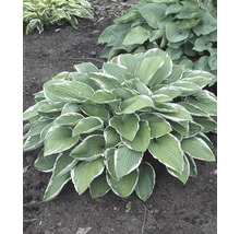 Funktionell Hosta-växt med grönvita blad i trädgården.