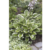 Blomsterfunkia OMNIA GARDEN Hosta fortunei 'Patriot' 3-pack