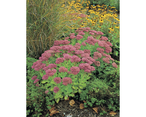 Höstsedum i trädgårdsrabatt med andra växter