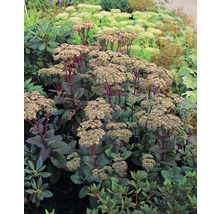 Kärleksört OMNIA GARDEN Hylotelephium 'Matrona' 3-pack