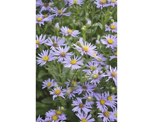 Närbild av strävbladiga astrar i trädgården