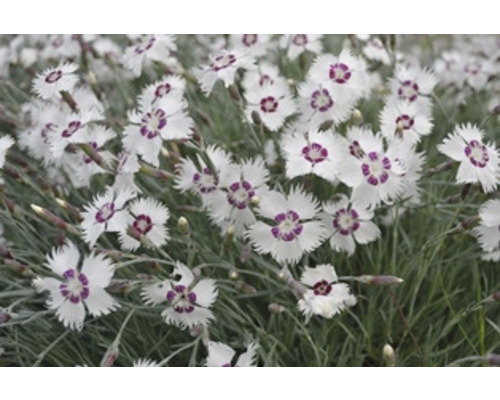 Fjädernejlika OMNIA GARDEN Dianthus (Plumarius-Gruppen) 'Marieberg' 3-pack Närbild av nejlikor med vita blommor och mörkt centrum