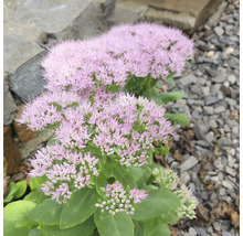 Kinesisk kärleksört OMNIA GARDEN Hylotelephium spectabile 'Granlunda' 6-pack
