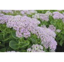 Kinesisk kärleksört OMNIA GARDEN Hylotelephium spectabile 'Granlunda' 6-pack
