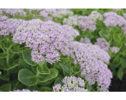 Fetknopp med blomma i trädgårdsrabatt