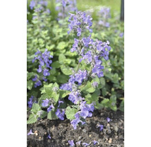 Bergnepeta OMNIA GARDEN Nepeta racemosa 'Linghem' 6-pack