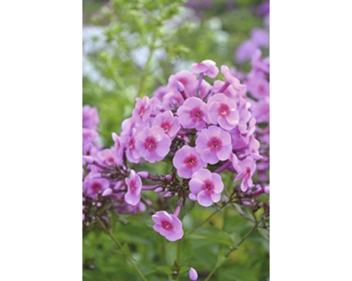 Höstflox OMNIA GARDEN Phlox paniculata 'Morfar Albert' 3-pack