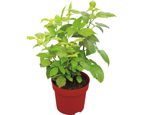 Hallonplanta i kruka
