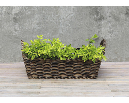 Flätad korg med växt