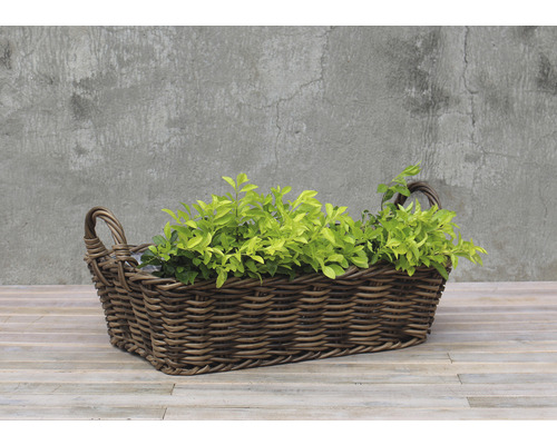 Dekorativ flätad korg med växter för inomhus- och utomhusbruk