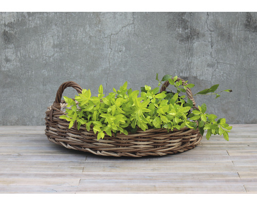 Korg med grön växt