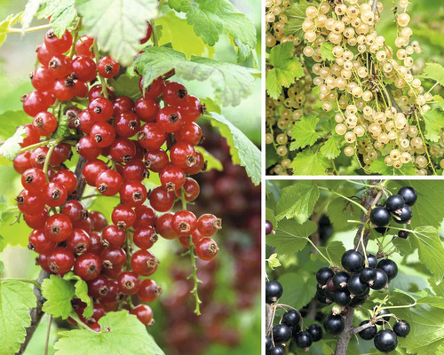 Ekologiska vinbär Trio spaljé FLORASELF Bio Ribes nigrum 50-60cm Co 6L, 3 sorter röda, vita, svarta