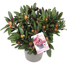 Rhododendron i kruka med blad och blomknoppar