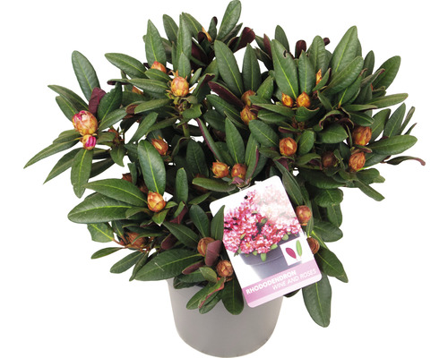Rhododendron i kruka med blad och blomknoppar
