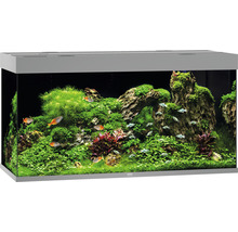 Dekorativt akvarium med växter och fiskar