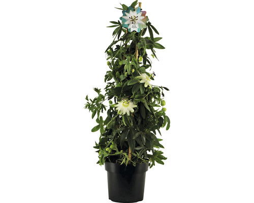 Passionsblomma Pyramide Passiflora caerulea 'Constance Elliot' ca 70cm Co 2L doftande blommor