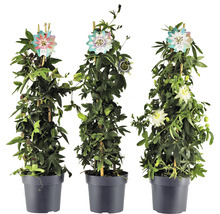 Tre krukväxter passionsblomma med spaljé i kruka