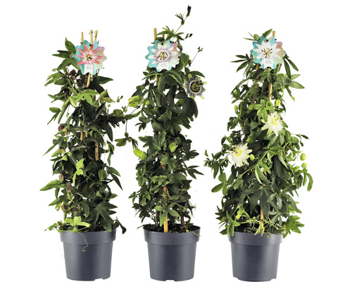 Tre krukväxter passionsblomma med spaljé i kruka