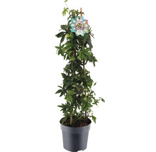 Passionsblomma i kruka med spaljé