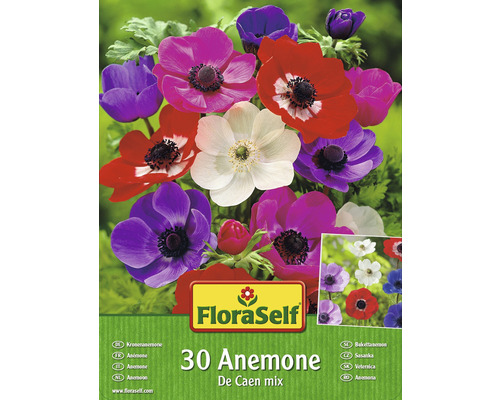 Blomsterlökar FLORASELF Bukettanemoner De Caen Mix 30st
