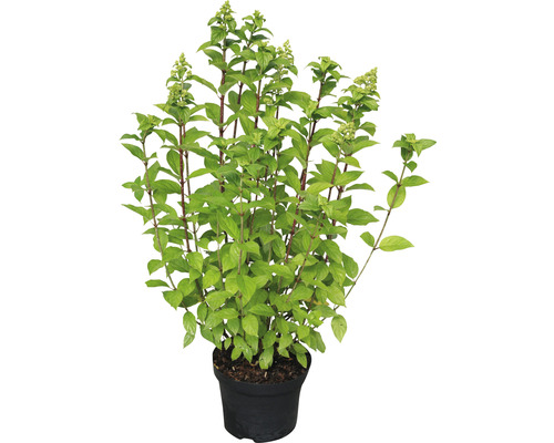 Vipphortensia Hydrangea paniculata 'Limelight'® 40-50cm Co 5L