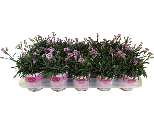 Dianthus Pink Kisses Pestovani