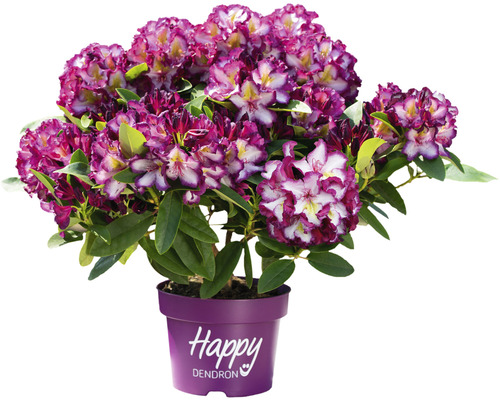 Easydendron Rhododendron Inkarho® 'Pushy Puple' 25-30cm co 5L kalktolerant rhododendron