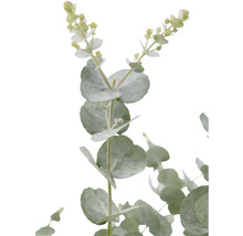 Eukalyptusgren med runda blad och blomknoppar