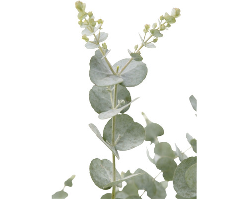 Eukalyptusgren med runda blad och blomknoppar