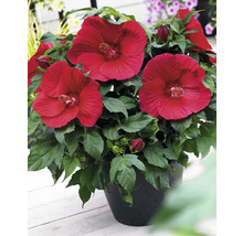 Hibiskus i kruka med röda blommor och gröna blad