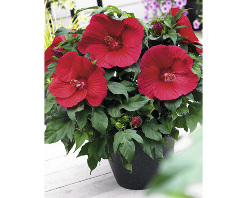 Hibiskus i kruka med röda blommor och gröna blad