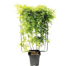 Blåregn på spaljé i kruka