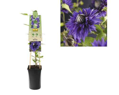 Klematis i kruka med växtetikett och blomillustration