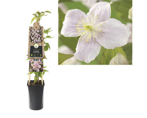 Klematis montana Mayleen växt i kruka med blomma