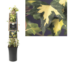 Murgröna planta i kruka med sortetikett