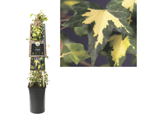 Murgröna planta i kruka med sortetikett