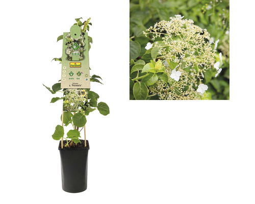 Klätterhortensia i kruka med växtetikett och närbild av blomningen