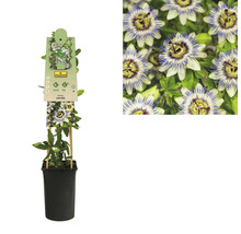 Passionsblomma FLORASELF Passiflora caerulea 50-70cm krukstorlek Ø16cm