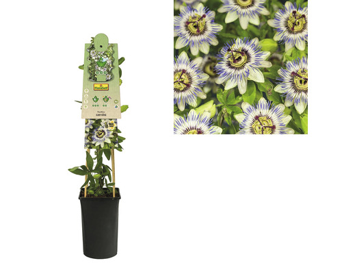 Passionsblomma i kruka med stöd och närbild av blomman
