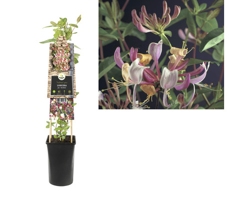 Try på kruka med blommor