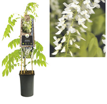 Wisteria växt i kruka med vita blommor.