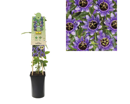 Passionsblomma FLORASELF Passiflora caerulea Purple Haze 50-70xØ16cm