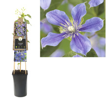 Klematis i kruka med klätterstöd