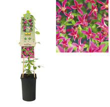 Klematis Princess Diana i kruka med spaljé och närbild av blomman