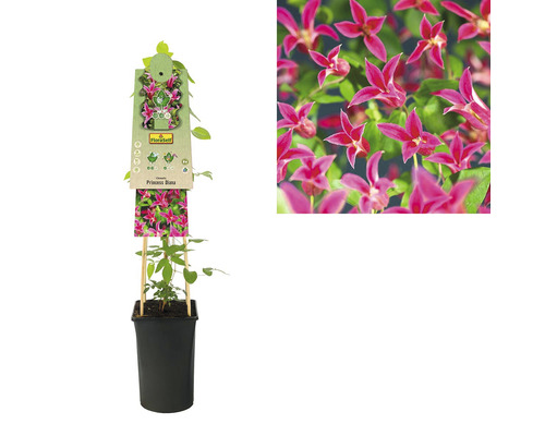 Klematis Princess Diana i kruka med spaljé och närbild av blomman