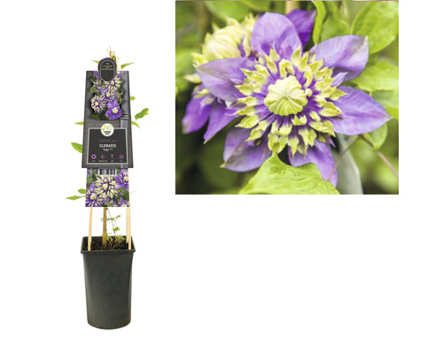Klematis i kruka med spaljé och blomsterbild