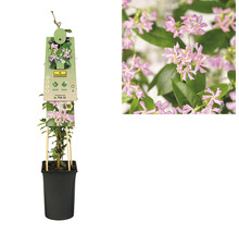 Stjärnjasmin ''Pink Air'' i kruka med växtetikett