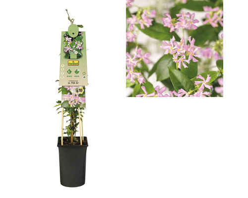 Stjärnjasmin ''Pink Air'' i kruka med växtetikett