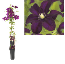 Klematisväxt i kruka med blomma